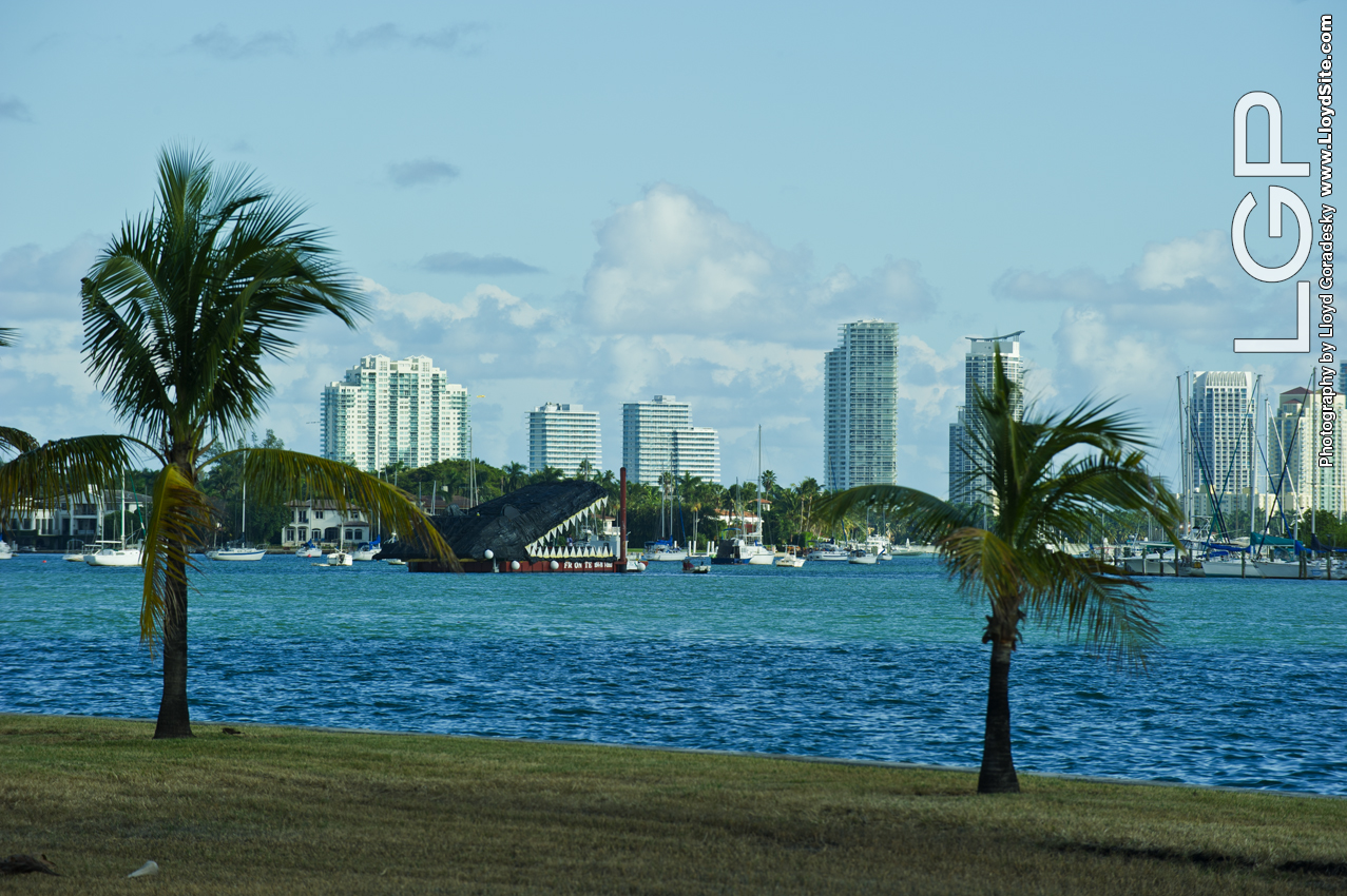 Gator in the Bay near Miami Beach