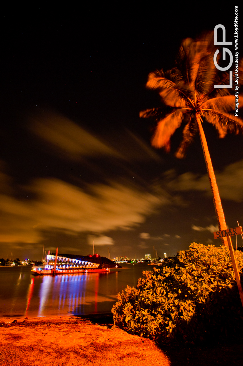 Gator in the Bay with palm trees in the background